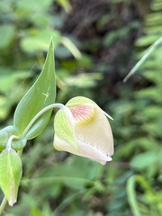 Calochortus albus