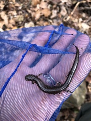 Plethodon dorsalis