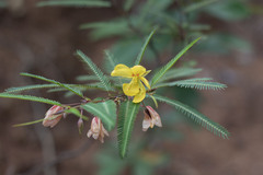 Chamaecrista flexuosa