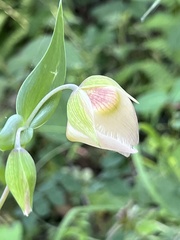 Calochortus albus