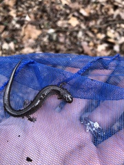 Plethodon dorsalis