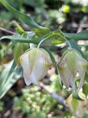 Calochortus albus