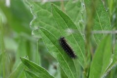 Melitaea phoebe