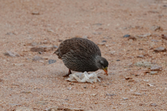 Pternistis natalensis