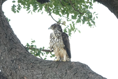 Aquila spilogaster