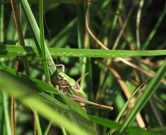 Metrioptera brachyptera
