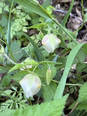 Calochortus albus