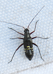 Miris striatus