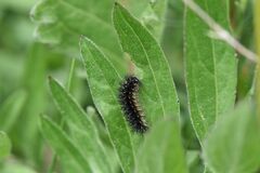 Melitaea phoebe