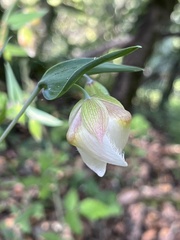 Calochortus albus
