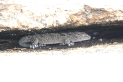 Chondrodactylus turneri