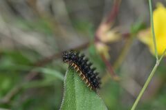 Melitaea phoebe