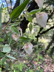 Calochortus albus