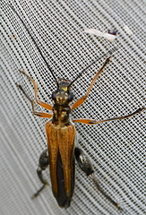 Oedemera podagrariae