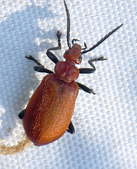 Pyrochroa serraticornis