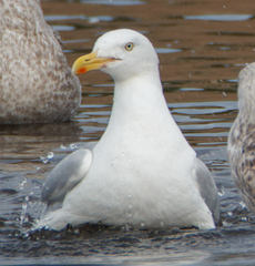 Larus argentatus
