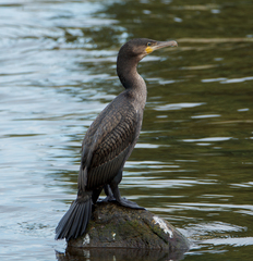 Phalacrocorax carbo