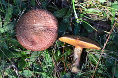 Suillus lakei