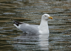 Larus argentatus