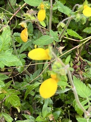 Calceolaria