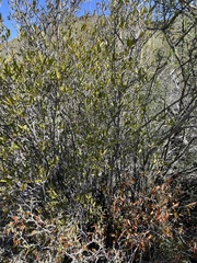 Pleradenophora bilocularis