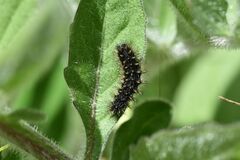 Melitaea phoebe