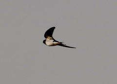 Hirundo lucida