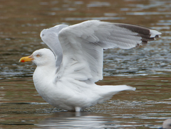 Larus argentatus