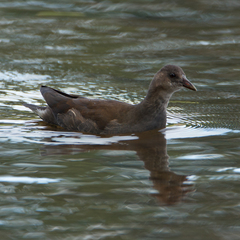 Gallinula chloropus