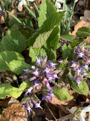 Trachystemon orientalis