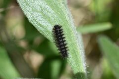 Melitaea phoebe