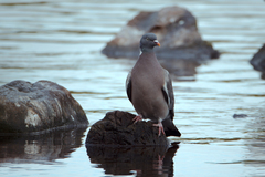 Columba palumbus