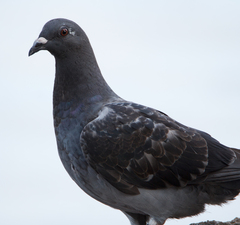 Columba livia domestica
