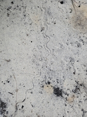 Plestiodon reynoldsi
