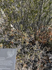 Pleradenophora bilocularis