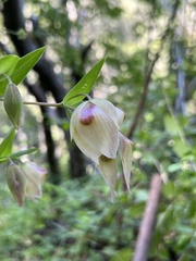 Calochortus albus