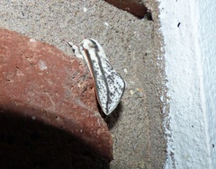 Giacomellia bilineata