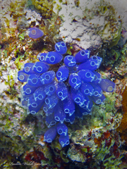 Clavelina puertosecensis