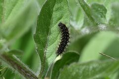 Melitaea phoebe