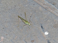 Burgilis curta