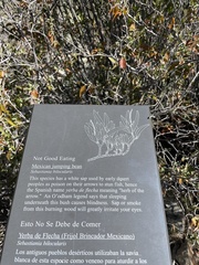 Pleradenophora bilocularis