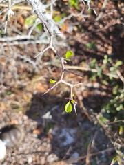 Pseudoziziphus celata