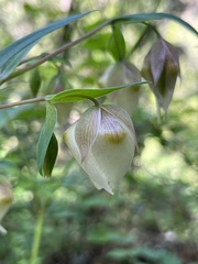 Calochortus albus