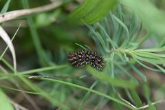 Melitaea athalia