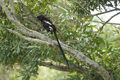 Lanius melanoleucus