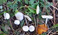 Marasmius wynneae