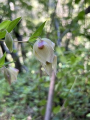 Calochortus albus
