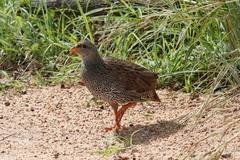 Pternistis natalensis