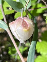 Calochortus albus