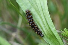 Melitaea athalia